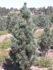 Vanderwolf Pine